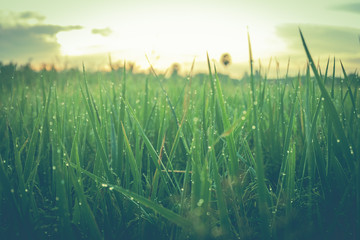 Morning dew droplets on blades of green grass