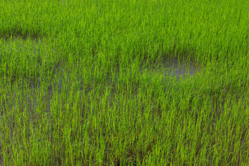 Abstract young paddy field