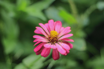 Obraz premium Flowers in the garden with leaves on a blurry green backdrop of natural beauty. 