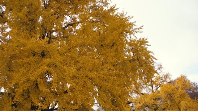 Big yellow tree and leaves falling in Strasbourg, France.