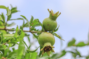Flowers in the garden with leaves on a blurry green backdrop of natural beauty. 