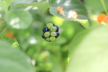 Flowers in the garden with leaves on a blurry green backdrop of natural beauty. 