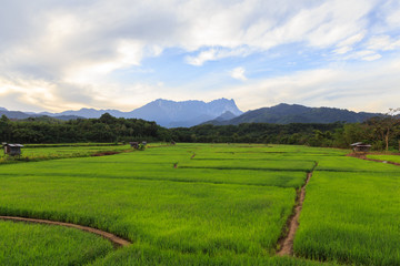 Beautiful Landscape view of young paddy field with Mount Kinabalu , Kota belud Sabah Malaysia....