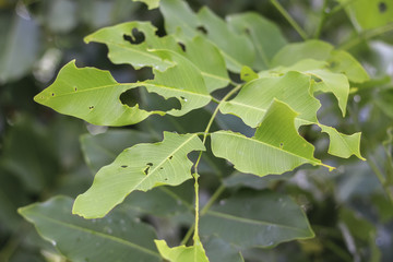 Flowers in the garden with leaves on a blurry green backdrop of natural beauty. 