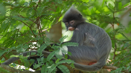 Phayre's langur (Trachypithecus phayrei) at Wat Tham Pha Poo, Chiang Khan, Thailand