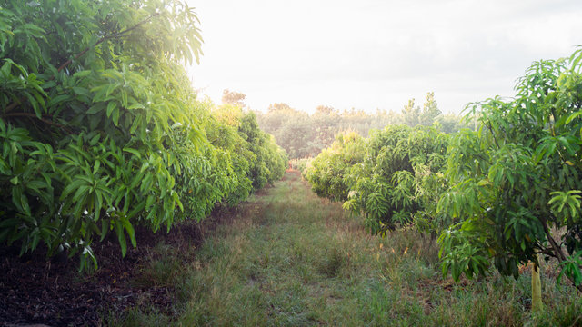 mango field of a flowering in tropical country. agricultural concept..