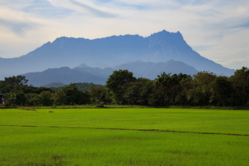 Beautiful Landscape view of young paddy field with Mount Kinabalu , Kota belud Sabah Malaysia. (Image contain soft focus and blur.)