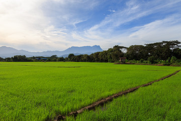 Fototapeta na wymiar Beautiful Landscape view of young paddy field with Mount Kinabalu , Kota belud Sabah Malaysia. (Image contain soft focus and blur.)