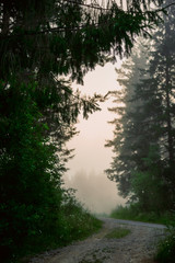 Natural background, landscape: morning fog on the river in the forest, at dawn on a summer day. Soft focus.