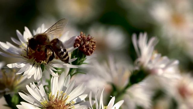 bee on flowers collecting pollen macro closeup