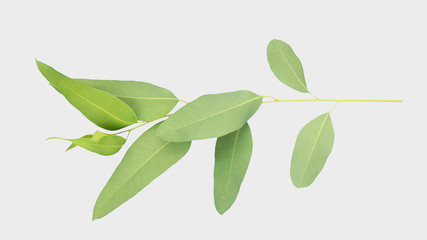 eucalyptus isolated on gray background with clipping path..