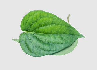 Obraz premium Green betel leaf isolated on the gray background with clipping path.