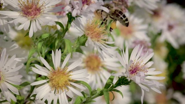 bee on flowers collecting pollen macro closeup