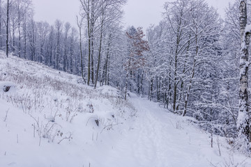 Walk inside forest during morning time fully covered by new snow
