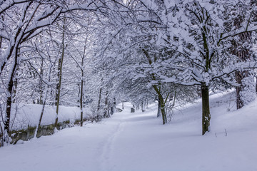 Walk inside forest during morning time fully covered by new snow