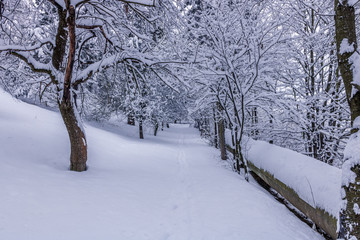 Path covered fully in new snow during morning walk