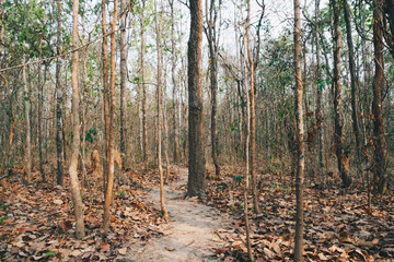 walkway in mysterious forest. color effect dark..