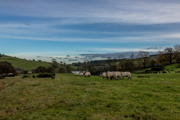 Obraz premium Sheeps inside farm land with path captured during sunset with colorful sky