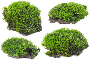 Green moss isolated on white background close up.