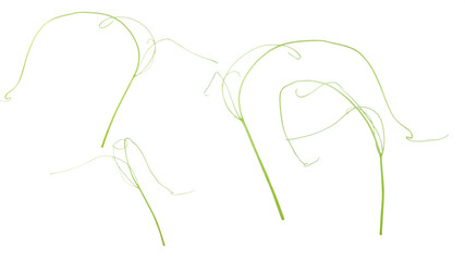 Green ivy plant  isolated on gray background, clipping path