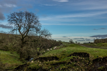Trees from both side during colored late time