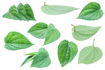 Fototapeta premium Green betel leaf isolated on the gray background with clipping path.