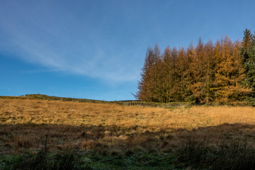 Forest path during morning trail on UK countryside