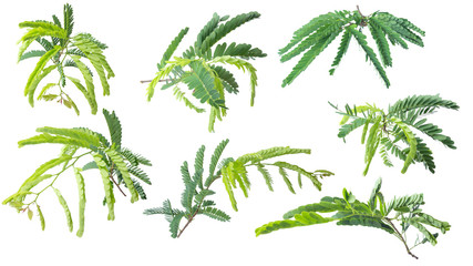 Tamarind leaves isolated on gray background with clipping path.