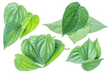 Fototapeta premium Green betel leaf isolated on the gray background with clipping path.