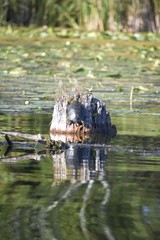 Painted turtle sunning on a log