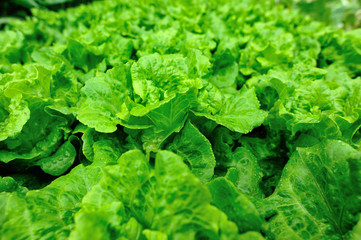 Green Lettuce in growth at vegetable garden