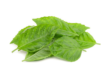 pile of basil leaf isolated on white background