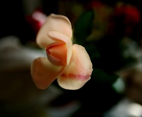 delicate cream rose in a vase on the table, soft focus, narrow focus area