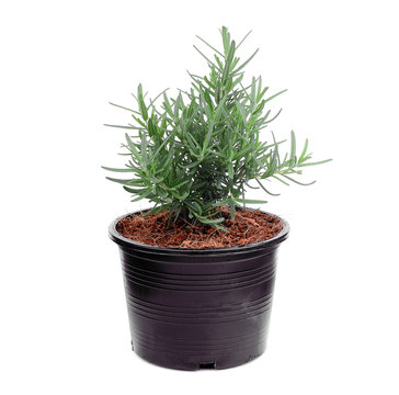 rosemary growing in the black pot isolated on white background
