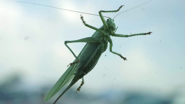 Closeup of a grasshopper.