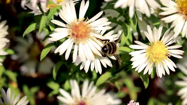 bee on flowers collecting pollen macro closeup