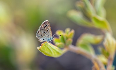 Small Mazarine blue butterfly macro.