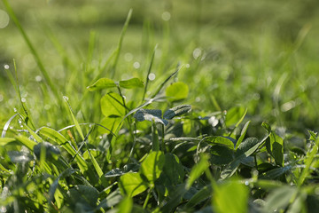 Dewy green grass on wild meadow, closeup view