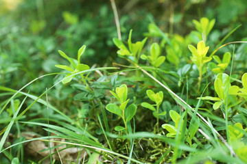 Green meadow with sprouts on summer day, closeup