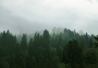 Picturesque view of mountain forest in foggy morning