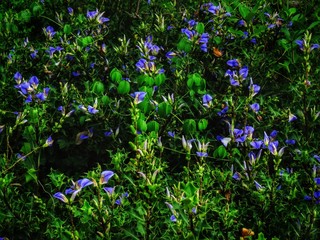 The violet flowers in wild