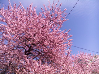 Spring graced the branches of the tree with soft pink flowers in the clear blue sky