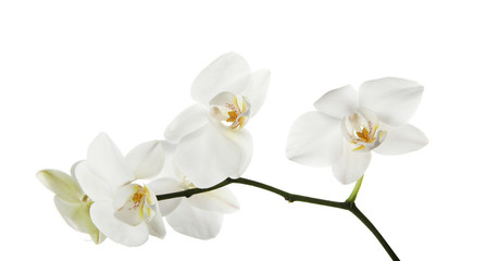 Branch with beautiful orchid flowers on white background. Tropical plant