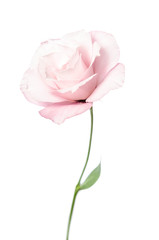 Beautiful Eustoma flower isolated on white background