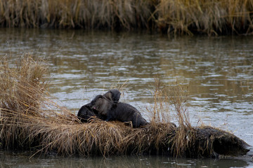 River otters share grooming duties