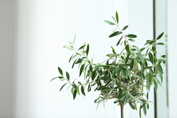 Olive tree with space for text on light background