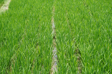 Green rice paddy field