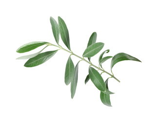 Obraz premium Twig with fresh green olive leaves on white background