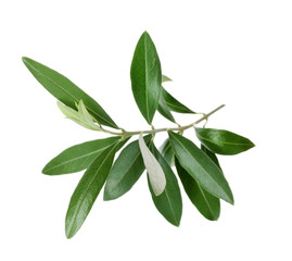 Fototapeta na wymiar Twig with fresh green olive leaves on white background