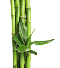 Fototapeta premium Green bamboo stems with leaves on white background